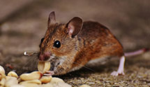 24 Hour & Emergency Exterminators in Fall River, WI